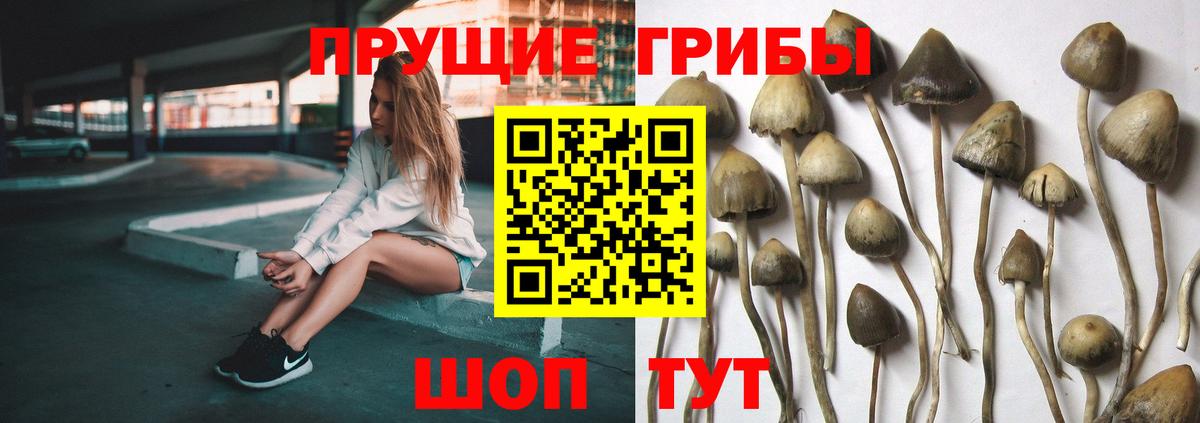 Галлюциногенные грибы Psilocybine cubensis Свободный